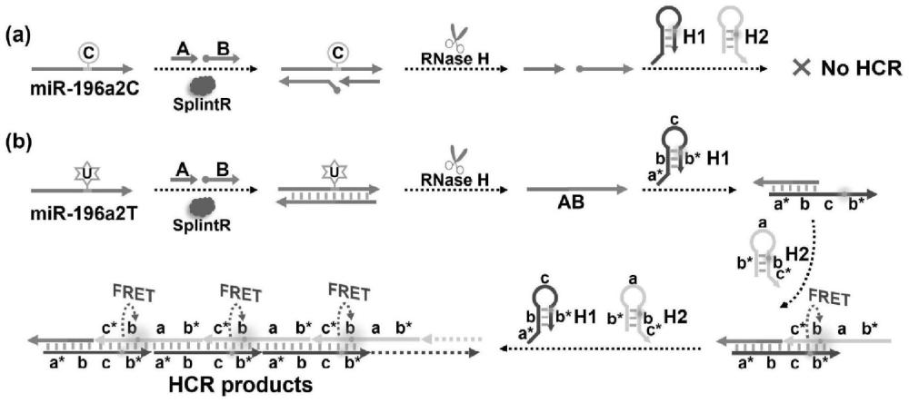 基于杂交链式反应的miRNA相关单核苷酸多态性超灵敏荧光传感方法