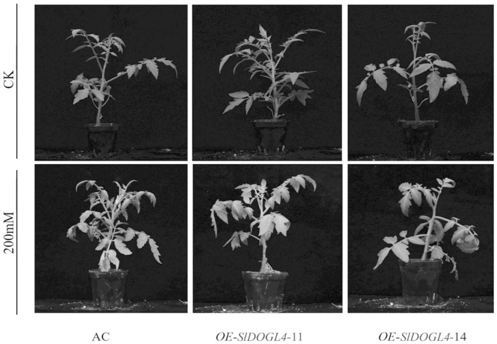 SlDOGL4基因或其编码蛋白在调控番茄耐盐性中的应用