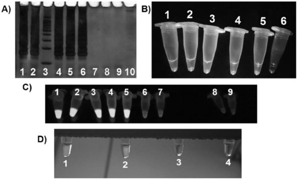 对生物样品的诊断方法、对生物样品的诊断试剂盒和寡核苷酸与流程