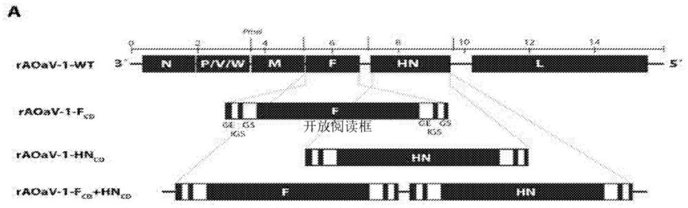 病毒减毒