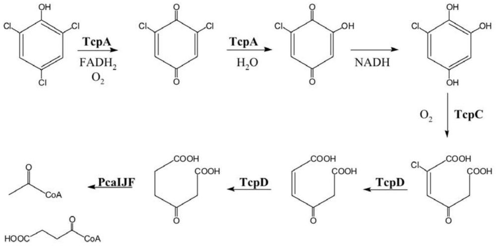 一种高效降解2,4,6-三氯苯酚的菌株及其构建方法与流程