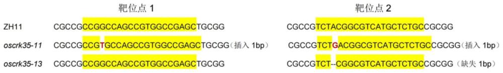 OsCRK35基因在控制水稻抗旱性中的应用