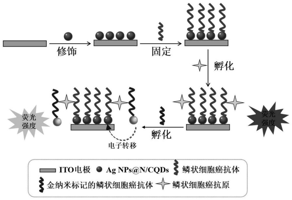 一种检测鳞状细胞癌抗原的荧光材料、荧光免疫传感器及其应用