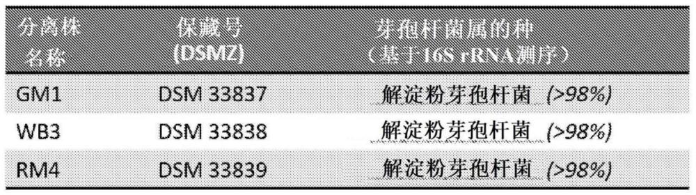 细菌菌株及其用途的制作方法