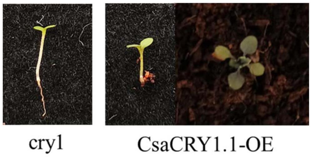 蓝光受体基因转录本CsaV3_3G047490.1在控制种苗徒长中的应用