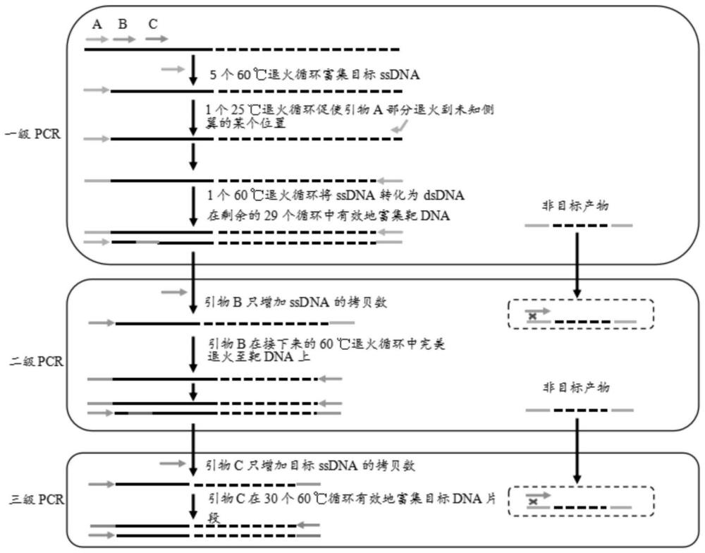 一种巢式位点特异性单引物PCR方法及其应用