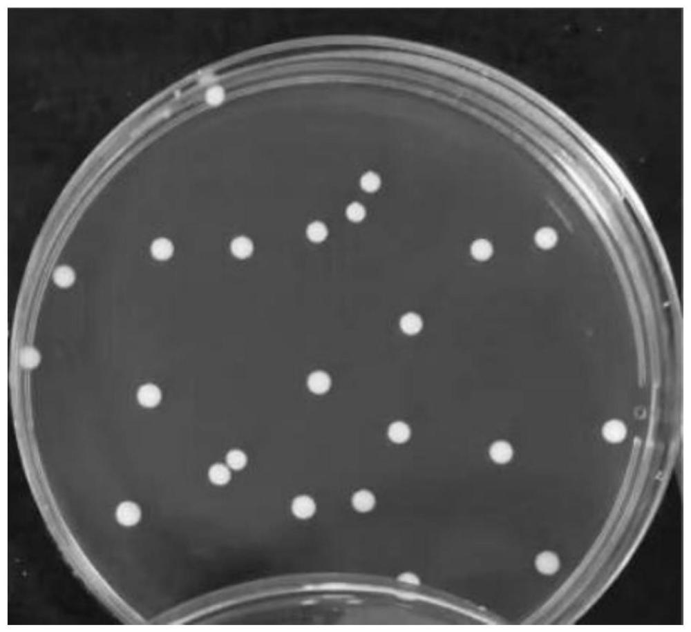 植物乳植杆菌菌株GLK29及其应用的制作方法