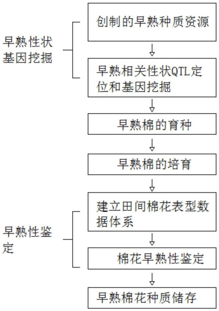 基于测序结果及田间优良表型鉴定棉花早熟性的方法