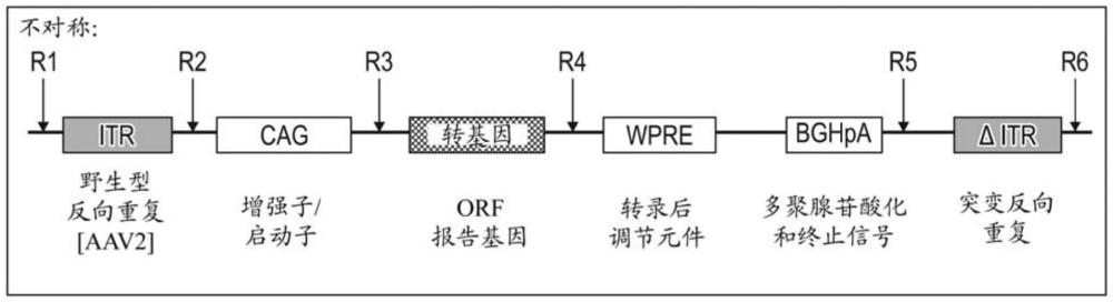 用于疫苗递送的非病毒DNA载体的制作方法