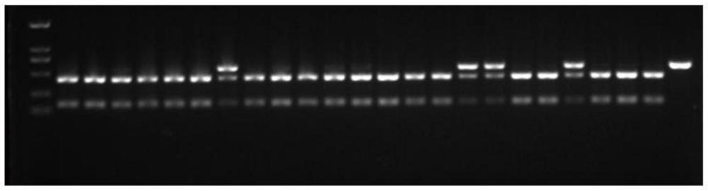 鸡WHAMM基因SNP分子标记及其在鸡蛋用性状选育中的应用