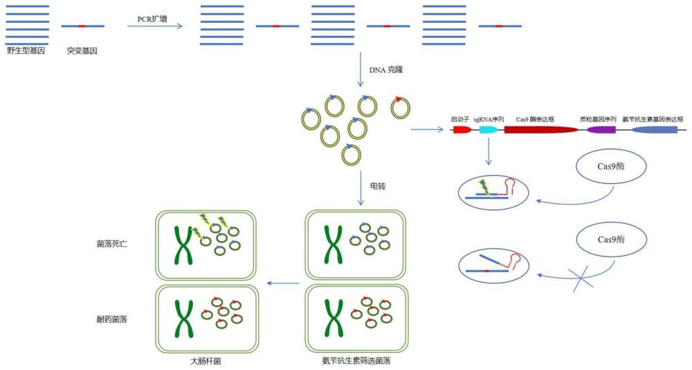 一种提高突变基因检测灵敏度的方法及其应用与流程