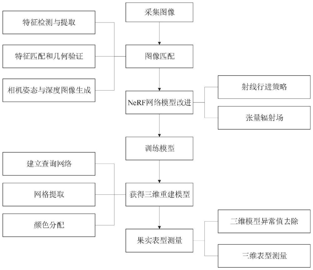 一种基于神经辐射场的荔枝三维表型测量方法