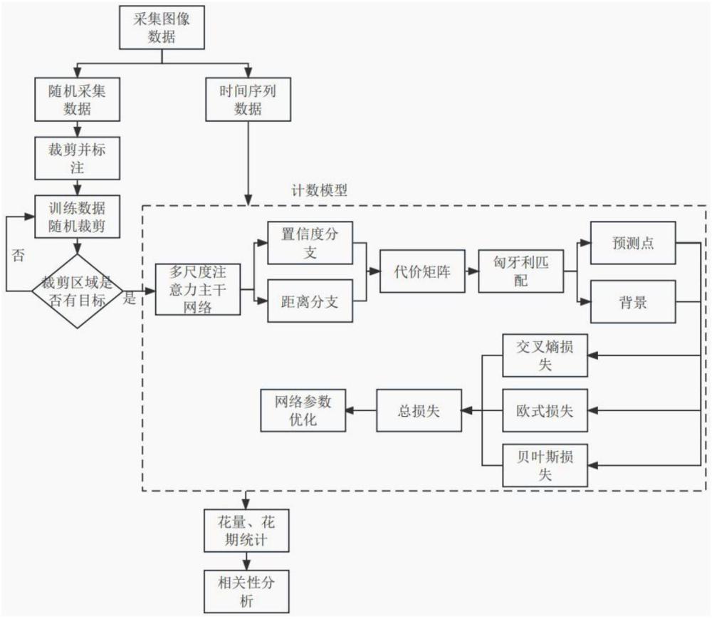 一种基于点对点网络和贝叶斯损失的荔枝雌雄花计数方法