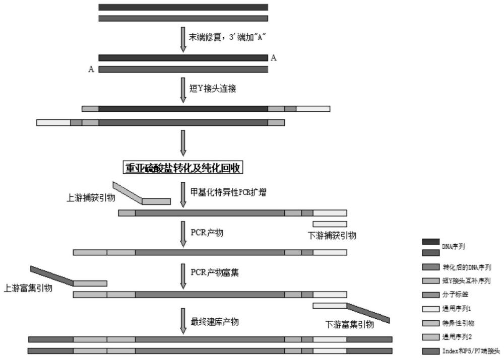 一种甲基化特异性单端锚定多重PCR扩增子文库的构建方法和试剂盒与流程