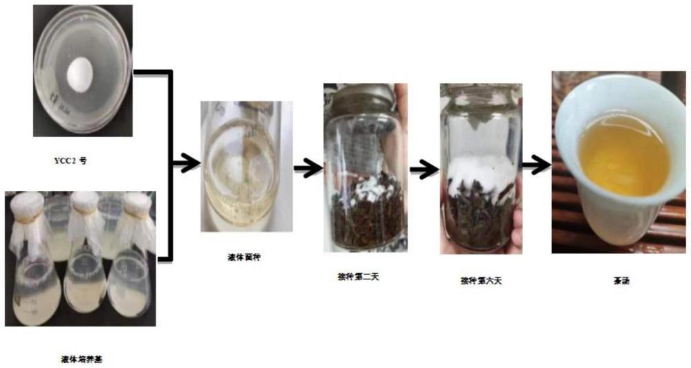 一种发酵菌茶及其制备方法和应用