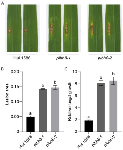一种水稻稻瘟病抗性基因PibH8及其应用