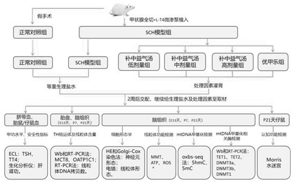 一种补中益气汤在防治妊娠期亚临床甲状腺功能减退药物中的应用