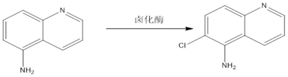 一种生物合成5-氨基-6-氯喹啉的方法及卤化酶突变体