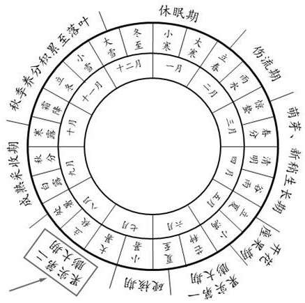 一种延长阳光玫瑰葡萄果实第二膨大期和增大粒重的方法与流程