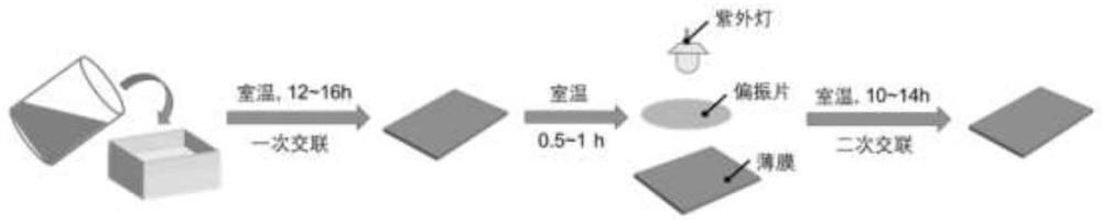 一种运用偏振光取向的查尔酮液晶弹性体的制备及表征