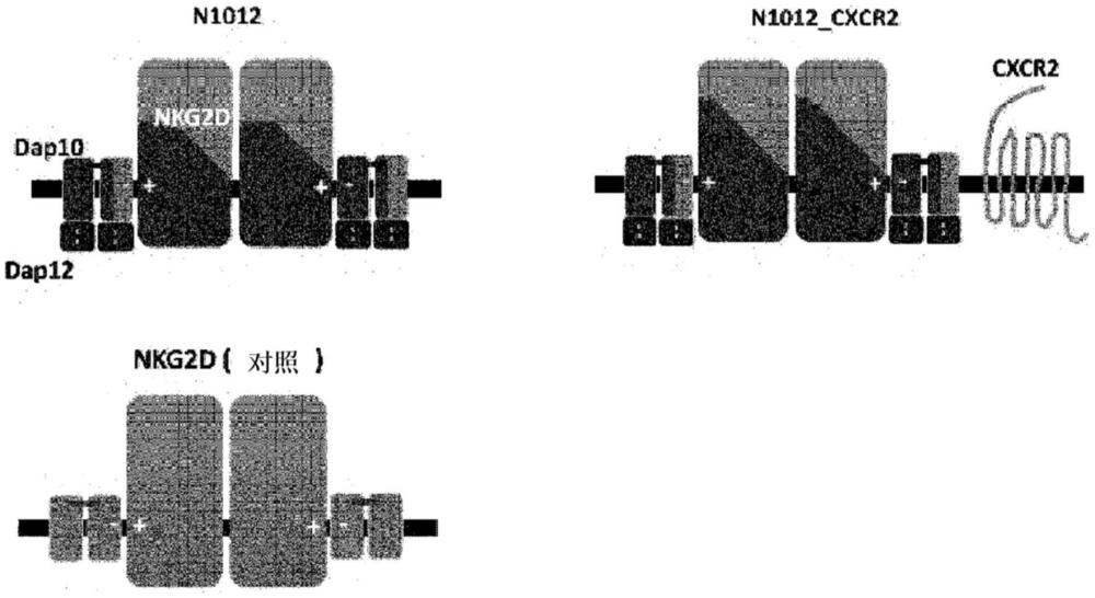 包含NKG2D、CXCR2和DAP10/DAP12融合多肽的组合物及其使用方法