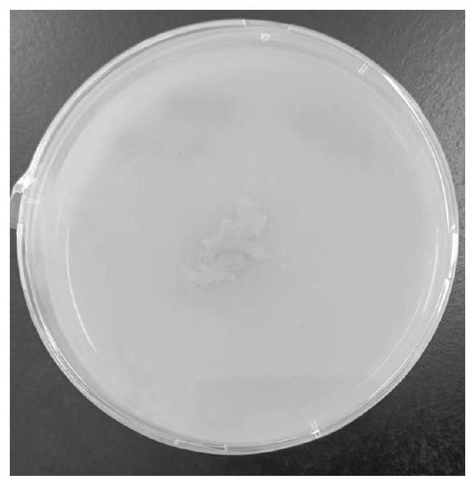 一株耐受盐芽孢杆菌DH111及其在缓解植物镉毒害中的应用