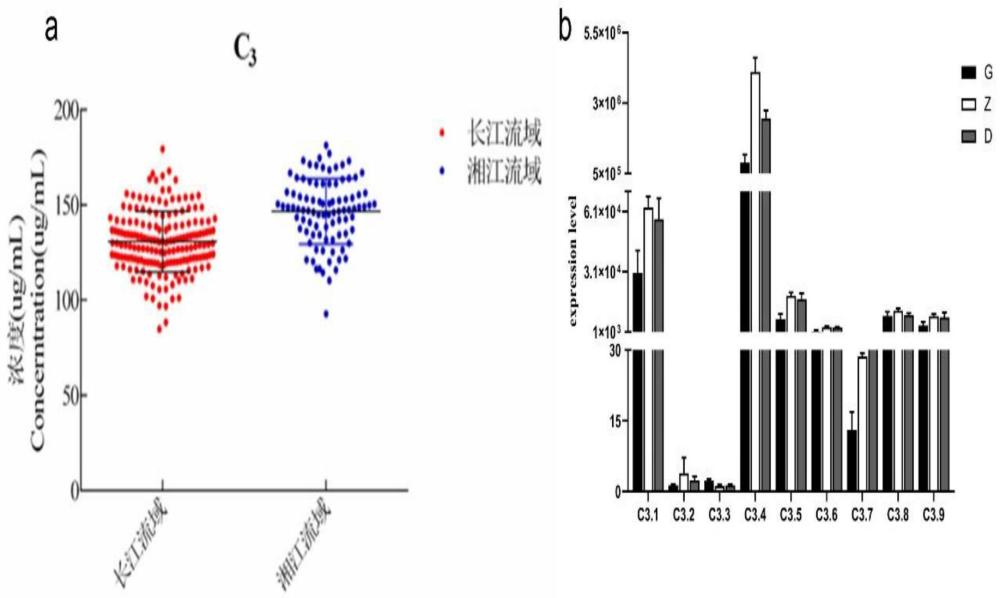 一组草鱼C3.1基因SNP分子标记及其在鉴定草鱼出血病抗性中的应用