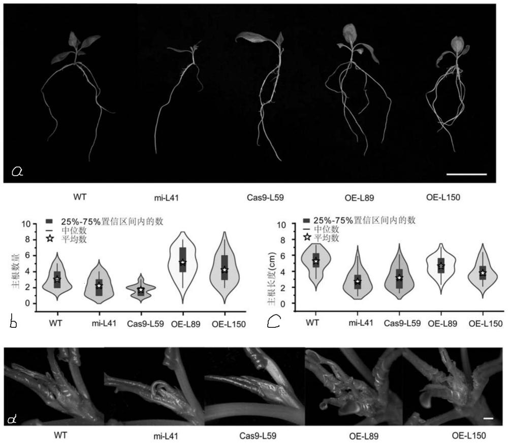 杨树钙调素结合蛋白PdeCAMBP在调控植物器官形成和生物量中的应用