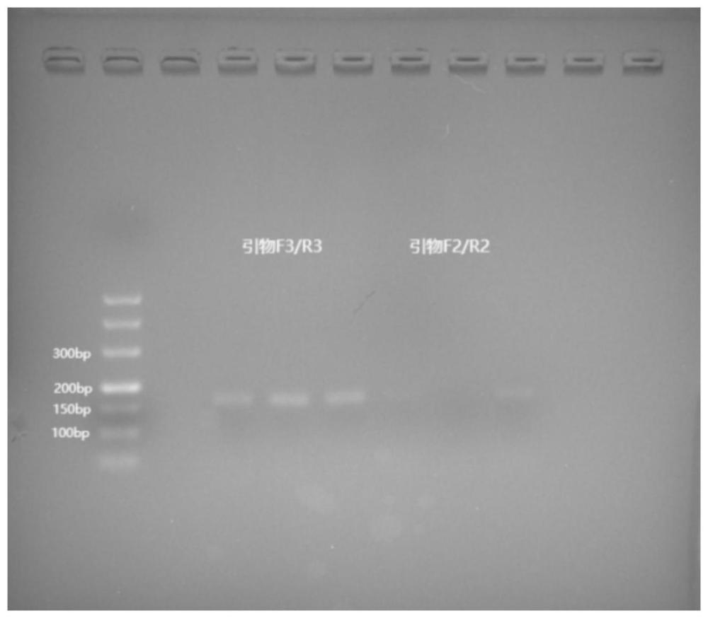 基于cfDNA筛查胎儿ACH的基因检测试剂盒及系统的制作方法