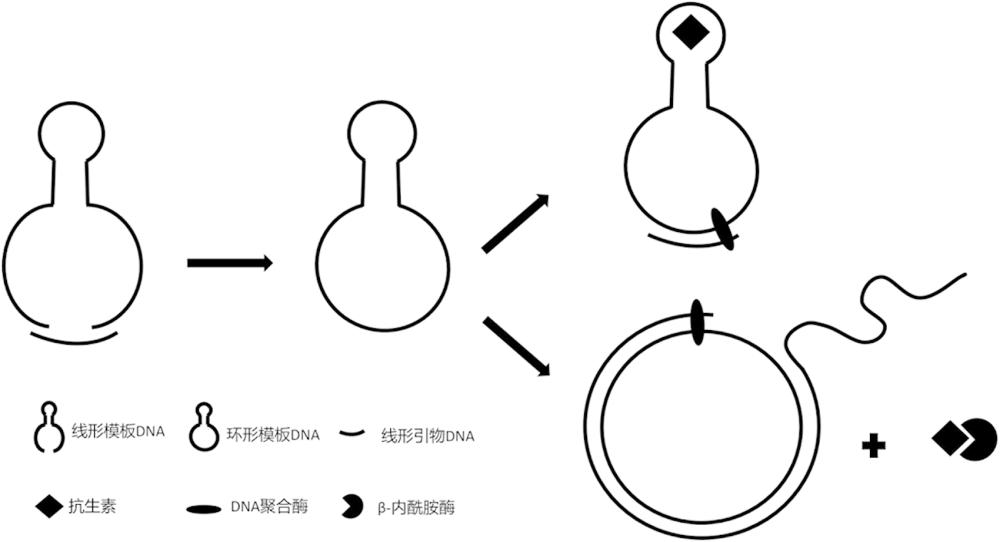 基于抗生素抑制滚环扩增检测β-内酰胺酶耐药的新技术