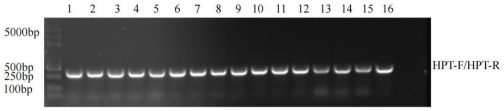 MtSPG6基因在提高植物耐旱中的用途