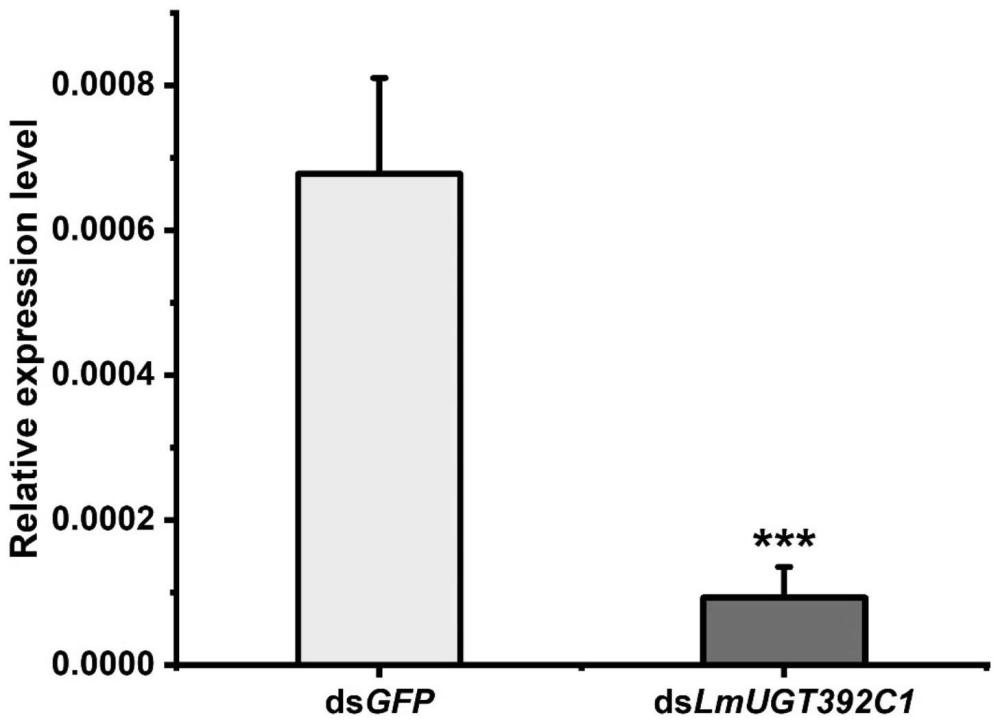 飞蝗UDP-葡萄糖苷转移酶392C1基因及其dsRNA和应用