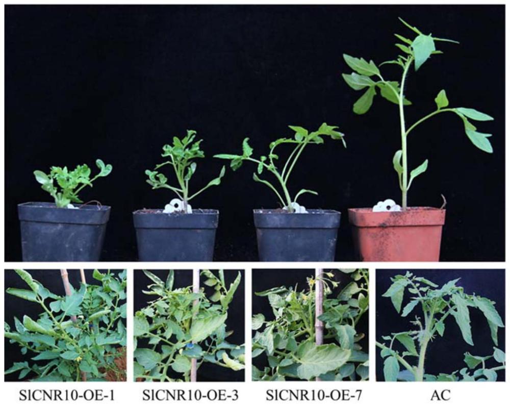 番茄CNR10基因在番茄株高调控中的应用
