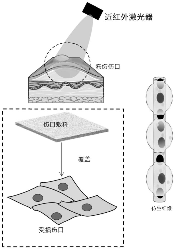 一种具有仿生结构的聚乳酸纤维及其制备方法