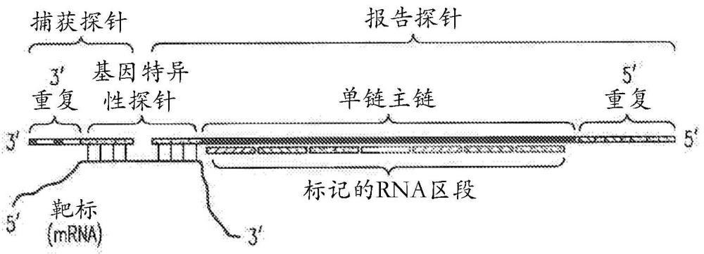 Wnt抑制剂和抗PD-1抗体分子组合的给药方案的制作方法