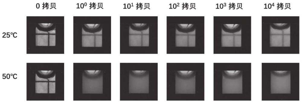 温敏阳离子聚合物材料在制备核酸检测产品中的用途的制作方法