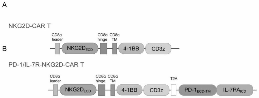 共表达PD-1-IL-7R嵌合受体的嵌合抗原受体T细胞及其用途的制作方法