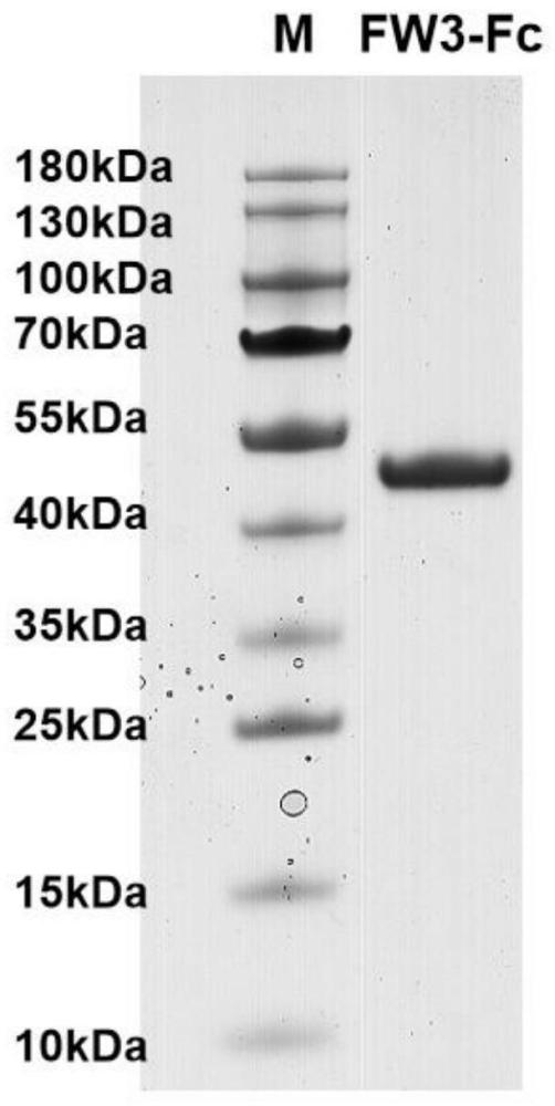 抗鼠疫耶尔森氏菌的重链抗体或其抗原结合片段及其相关生物材料与应用