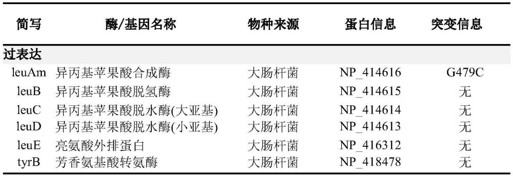 可实现支链氨基酸联产的基因工程菌株的构建及其应用的制作方法