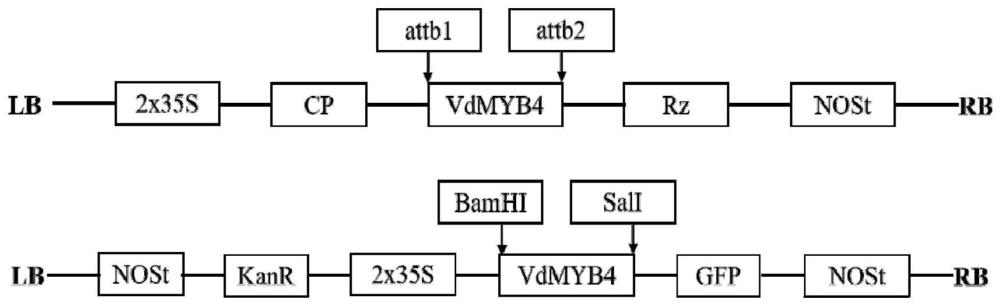 一种刺葡萄VdMYB4基因及其编码蛋白和应用