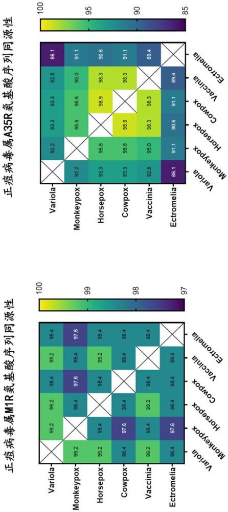 一种正痘病毒属融合抗原及应用