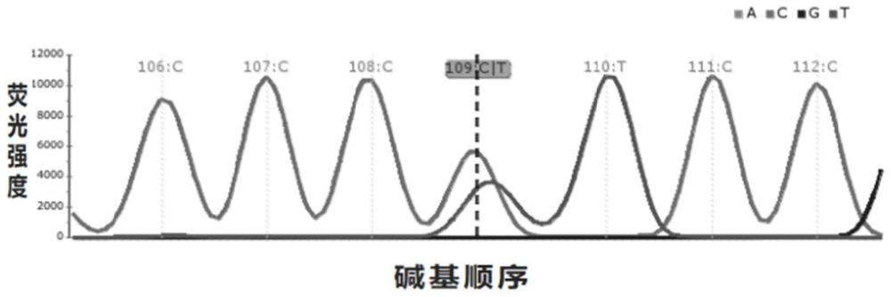 用于检测TERT基因启动子区C228T突变的引物、试剂盒及使用方法与流程