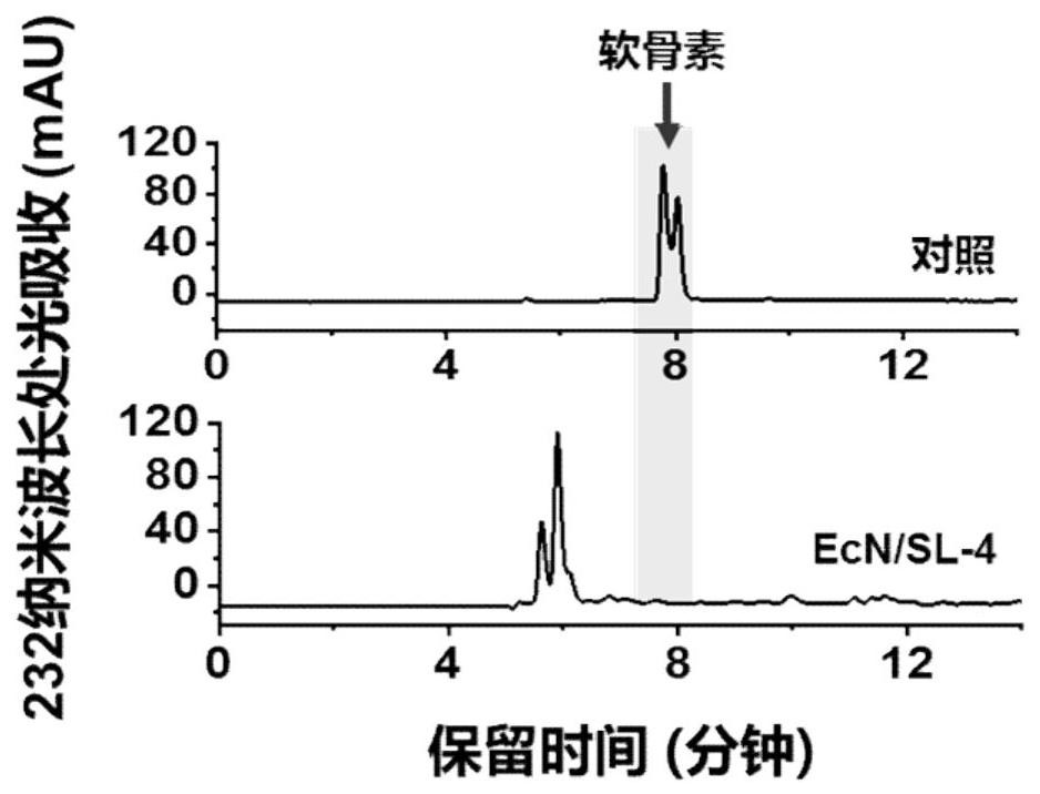 工程化大肠杆菌及其构建方法与应用