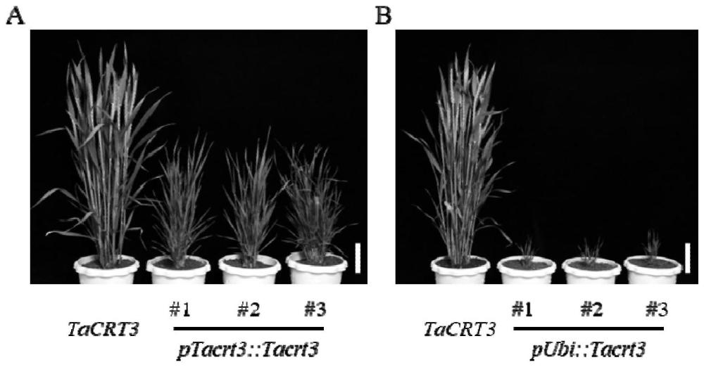 TaCRT3蛋白在调控小麦抽穗期中的应用