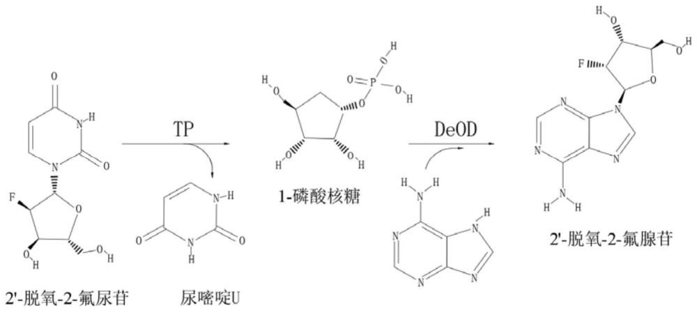 一种2’-脱氧-2-氟腺苷的双酶催化制备方法与流程