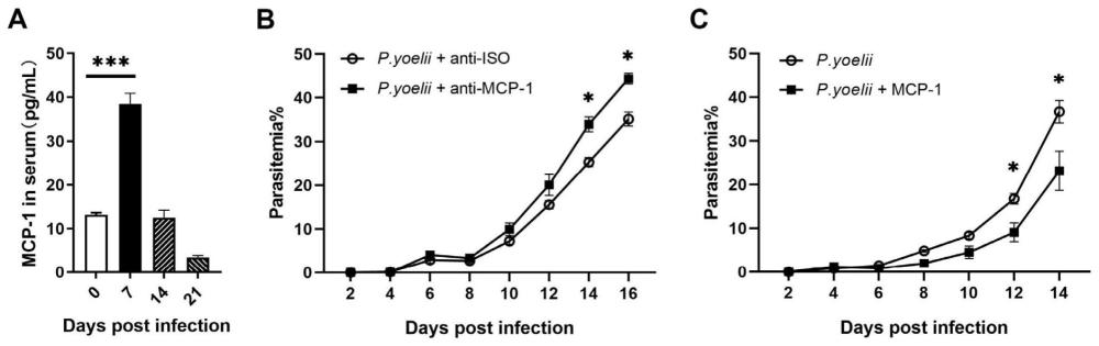 MCP-1重组蛋白在制备治疗红内期疟原虫感染疾病药物中的应用