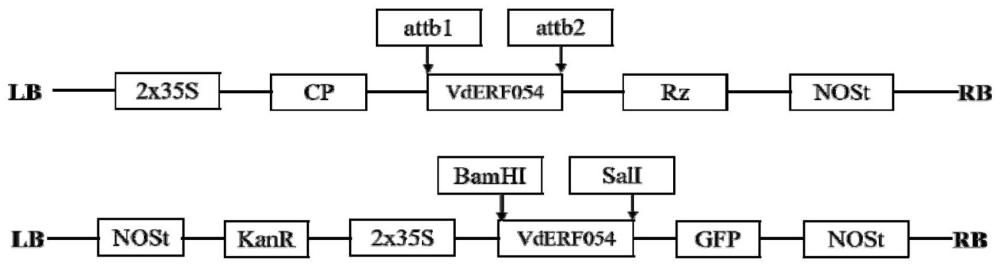 一种刺葡萄VdERF054基因及其编码蛋白和应用