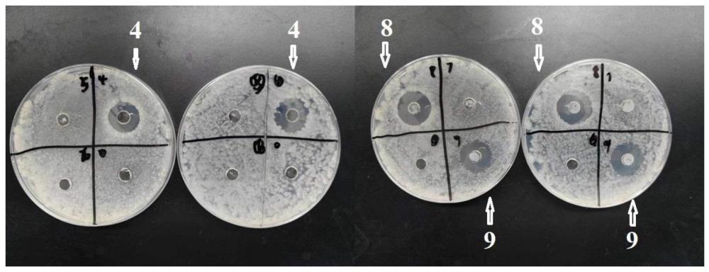 一种含乳酸菌代谢产物的复合抑菌保鲜剂及其制备方法和应用与流程