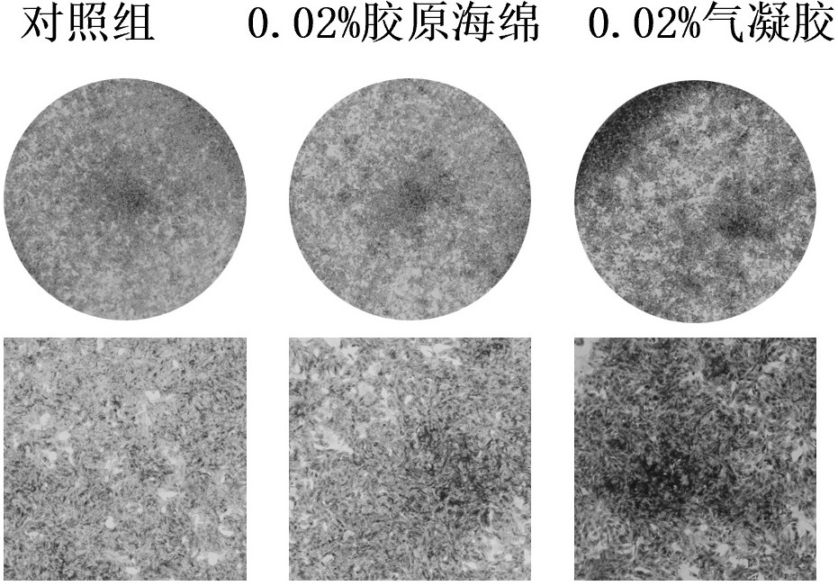 一种用于位点保存的抗菌促成骨气凝胶、其制备方法及应用