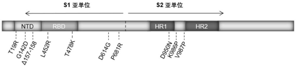 抗SARS-CoV-2或突变体mRNA疫苗和重组蛋白亚单位疫苗制备及应用的制作方法